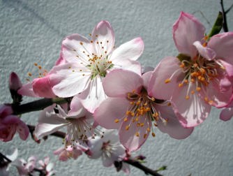 五弁の花