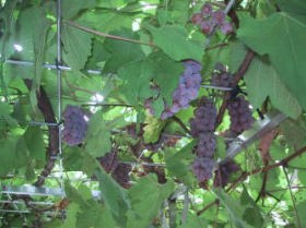 立派な葡萄に成長