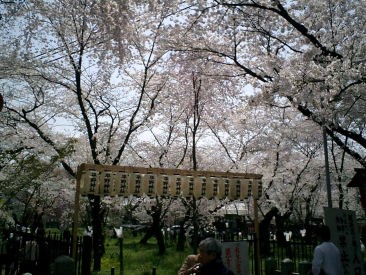 桜の小道があります